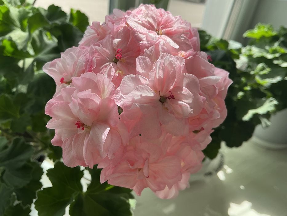 Сортовые пеларгонии