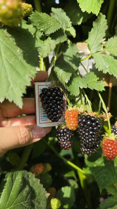 Продам Жимолость