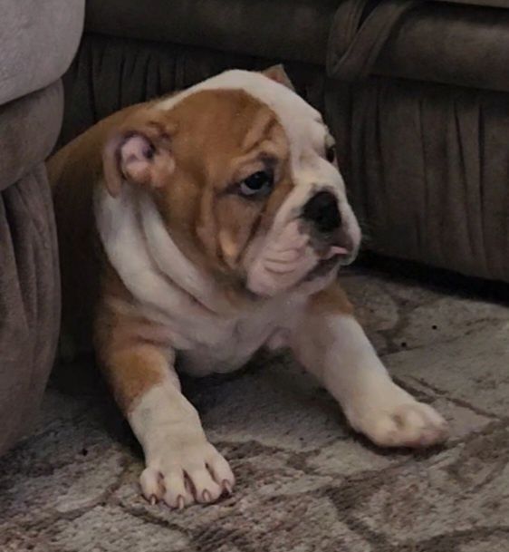 Щенки английского бульдога