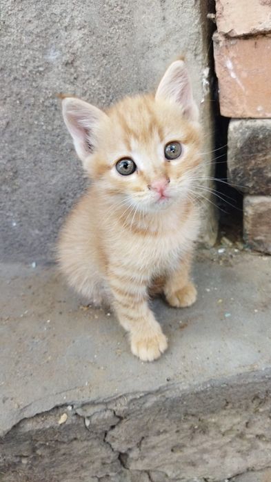 Котята г.Шу сибирская