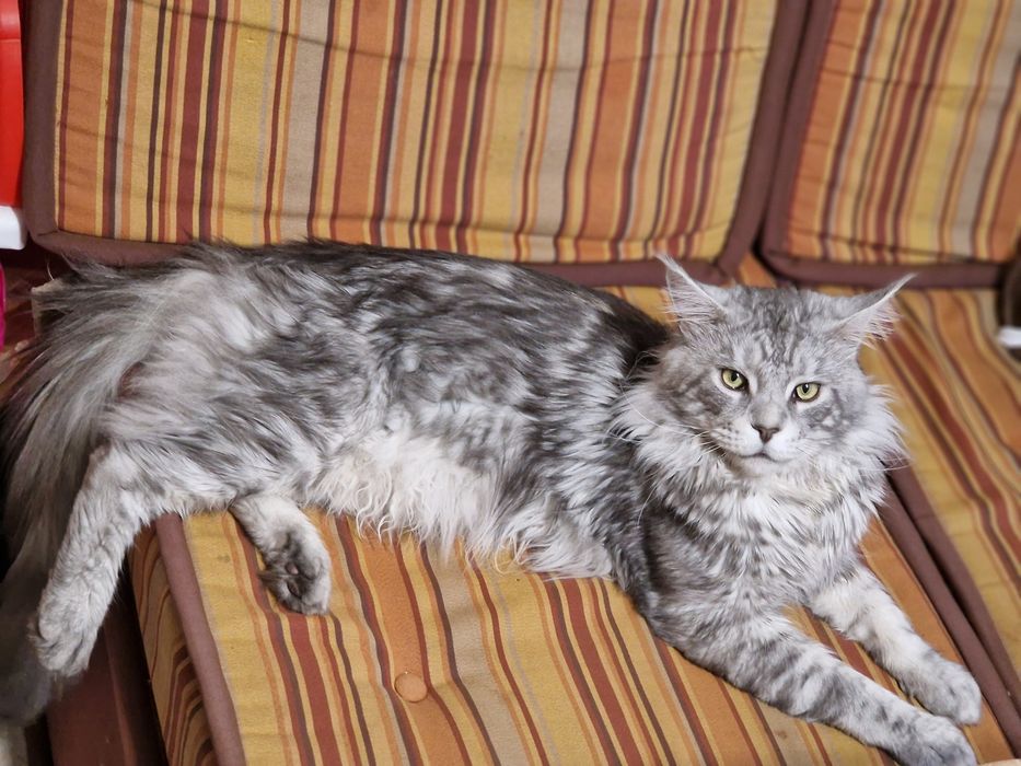 Мейн Куун (Maine Coon)