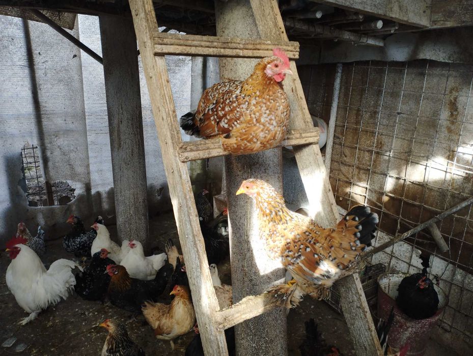 Vând găinușe și cocoșei pitici