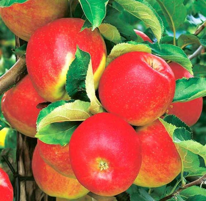 Pomi Fructiferi Altoiți anul 3 la Pepiniera Cătăplant