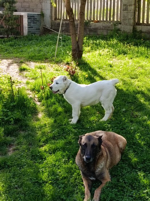 Продается Алабай