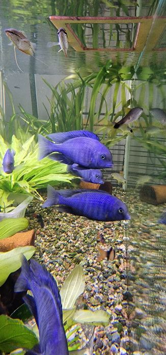 Продам Голубых Дельфинов