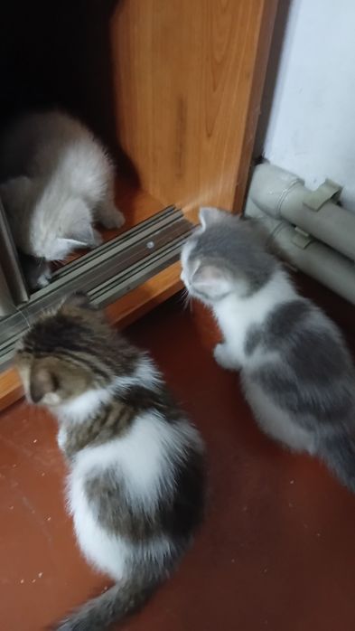 Отдам даром вислоухих котят