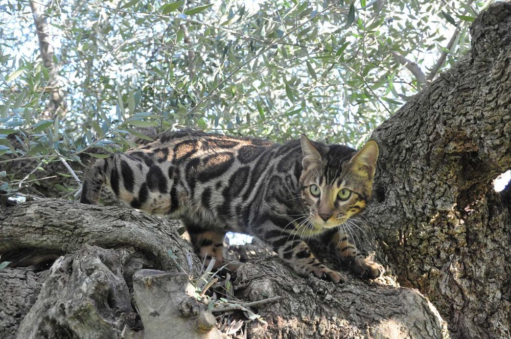 Бенгалски котарак