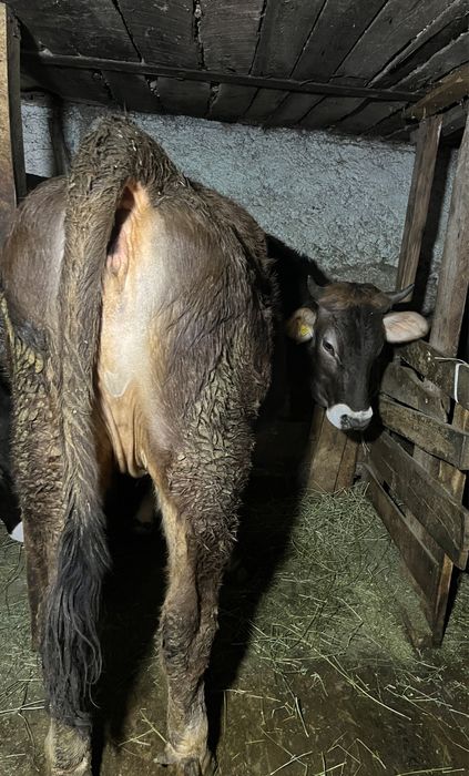 Продам тёлочку .