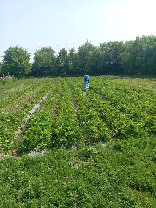 Продам  2 дома каждый