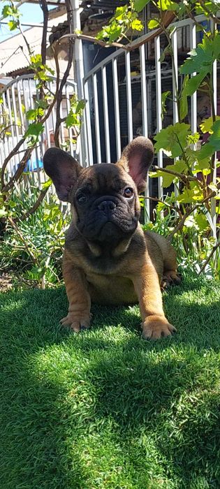 Милая француженка