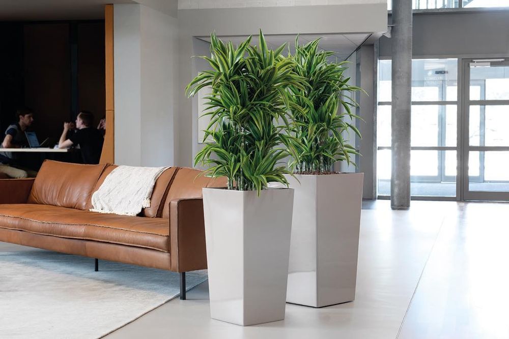 Цветы комнатные офисные в горшках гуллар тувакда