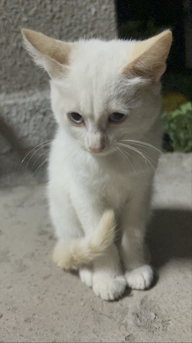 котенок девочка,отдадим в добрые руки:)