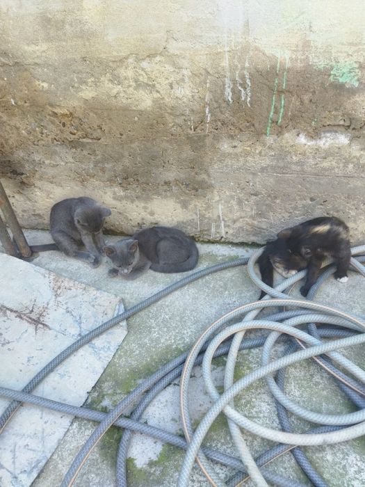 Отдам даром котят в хорошие руки.