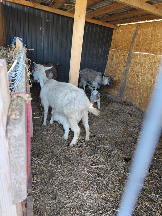 Capre pe lapte 2 fatate urmeaza si a 3a