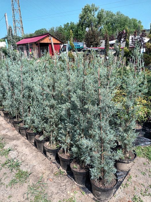 Tuia/ Cupressus arizonica 150 cm/ Chiparos de arizona/ gard viu vesnic