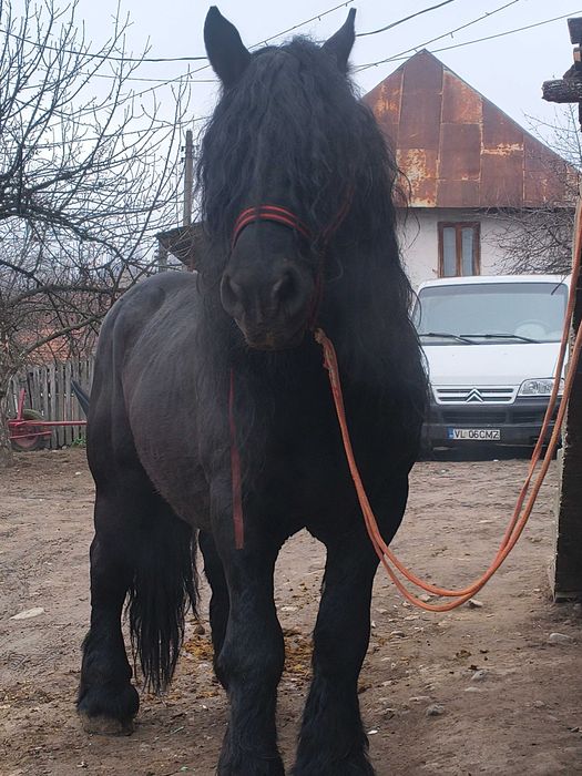 Armăsar de vânzare sau schimb