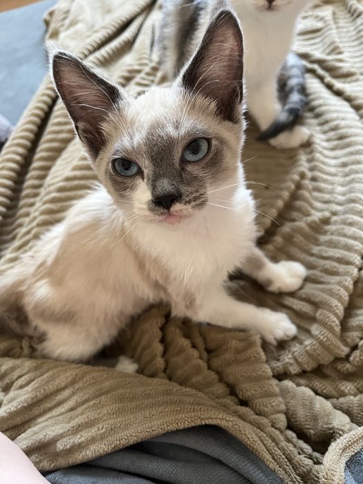 Отдам котят бесплатно