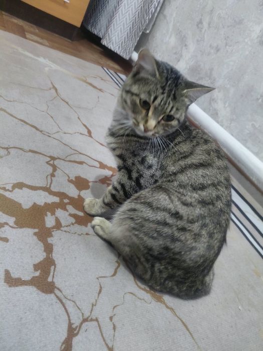 Отдам кошку (девочка) в хорошие руки!
