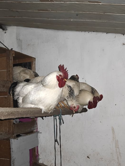 Адлер порода яйцо