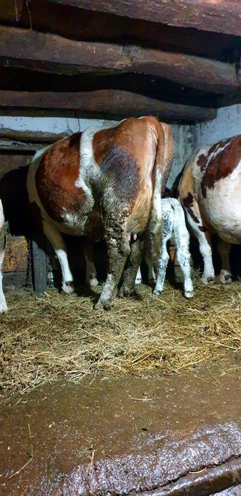 Vand 2 vaci bălțate românești 1 fatata si una gestanta