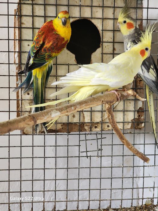 Певчик нар сотилади.