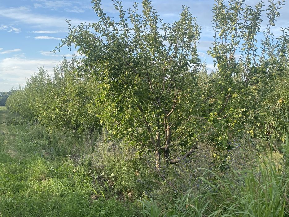 Продам яблоки с корня или через веса