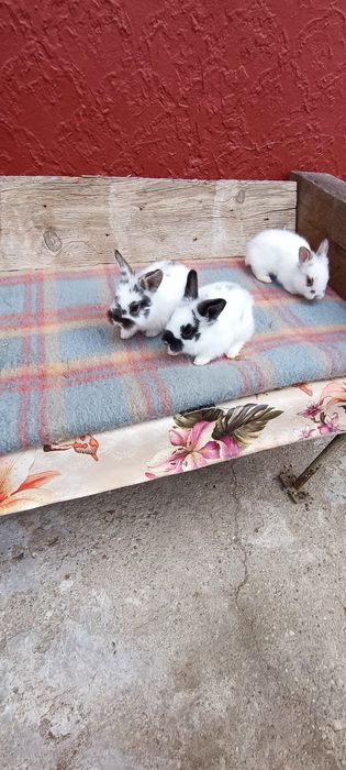 Iepurași Mini Toy de companie