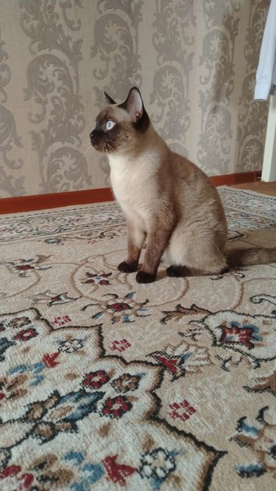 Любимый кот в хорошие руки