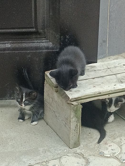 Месячные котята. Даром