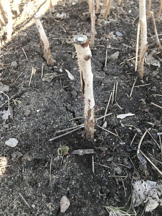 Саженцы малины …