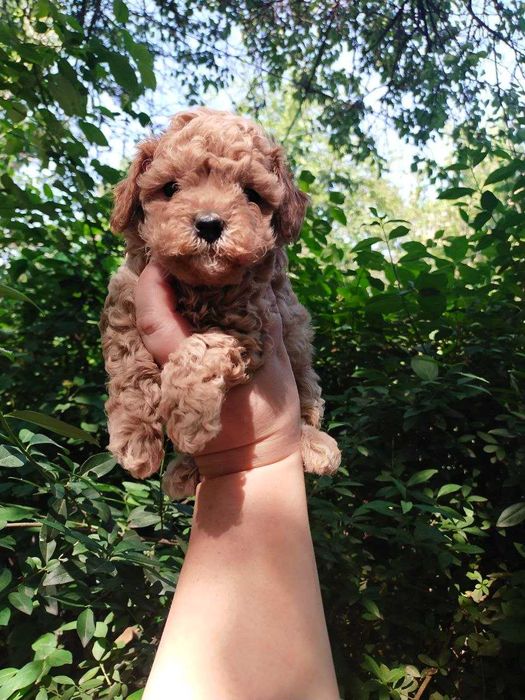 Мальтипу. Щенки  F1.