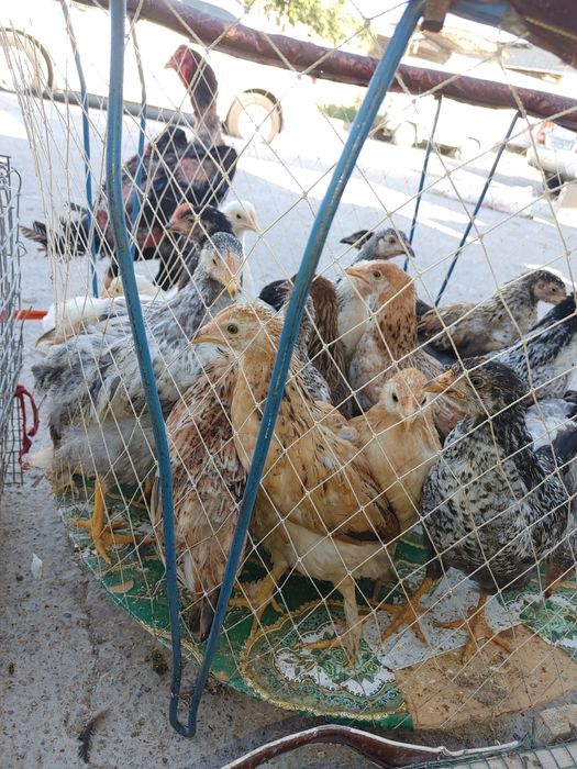 Jaydari jo'jalar tuxumga go'shga barakali zotlari