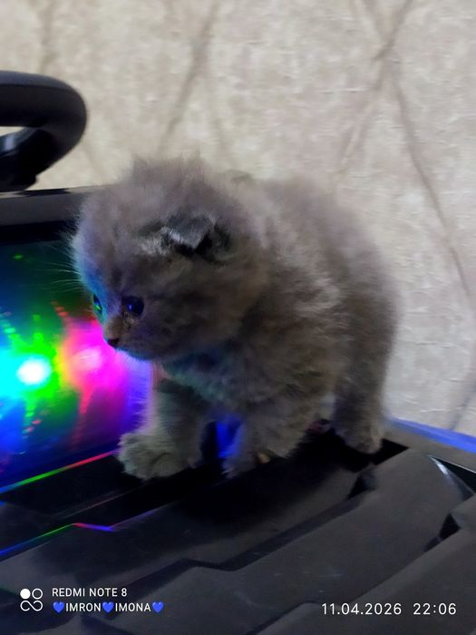 Skotish fold toza ogil bola bita qoldi toza qon 29 kunlik rasayam asal