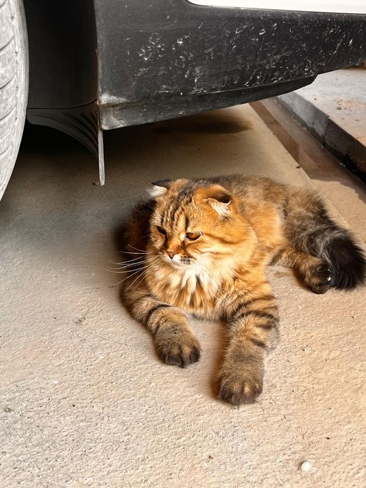 Котята вислоухие