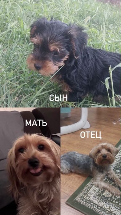 Щенок йорк тертер
