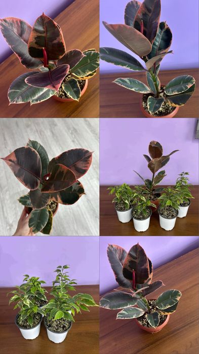 Продам Цветы  ухоженные