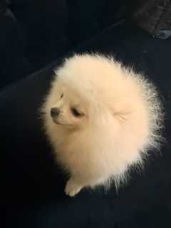 Pomeranian, mascul cu pedigree, rasa pura