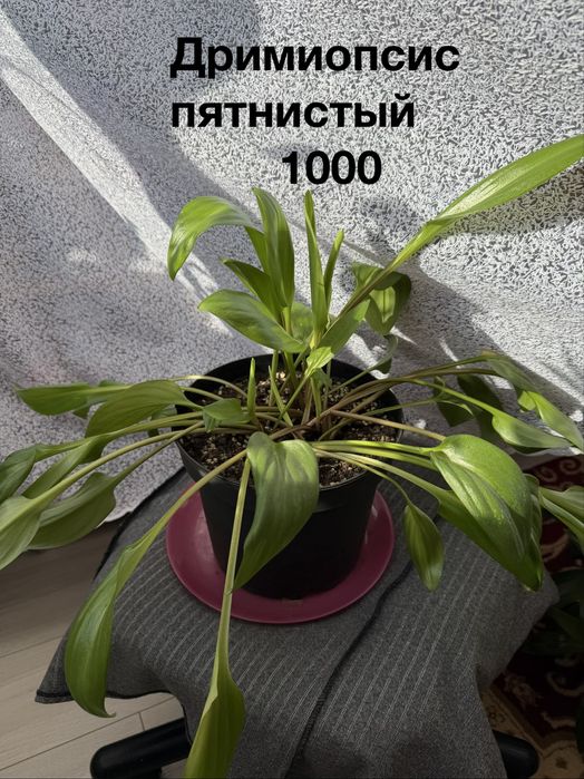 Комнатные цветы продаю от 200