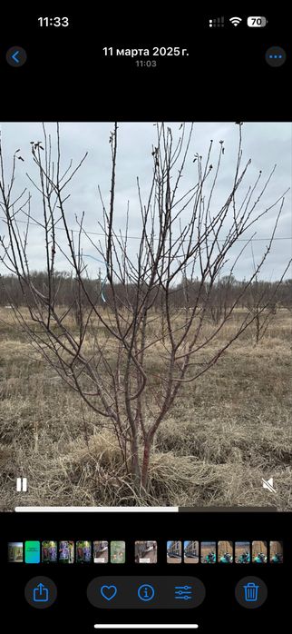 Обрезка и Оброботка деревьев.