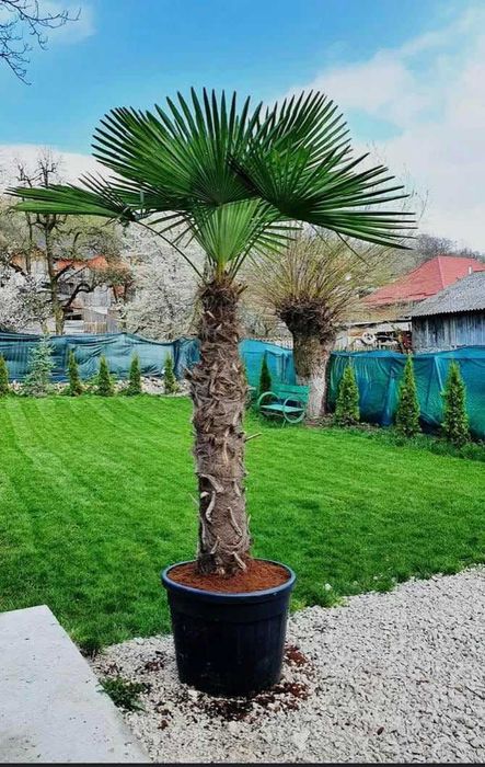 Ienuperi, tuia si plante decorative ornamentale de vanzare