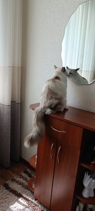 Отдам красивую кошечку