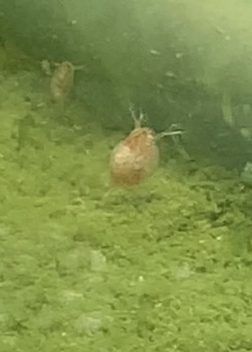 Daphnia Hrana Vie Pesti