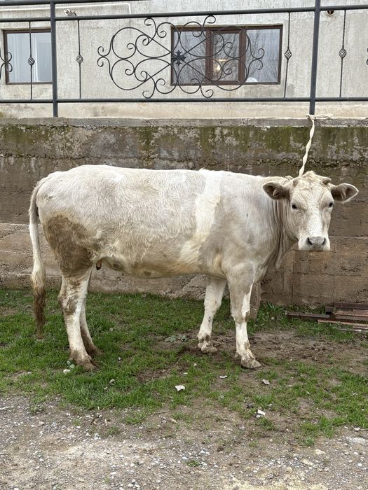 Сиыр сатылады семіз ірі