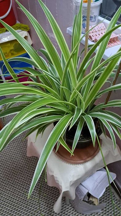 Комнатные растения.