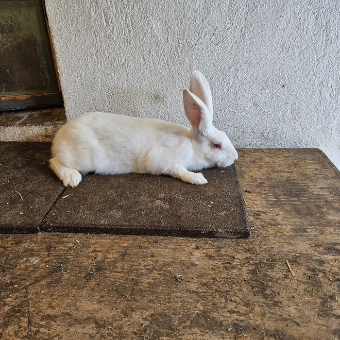 Зайци за разплод