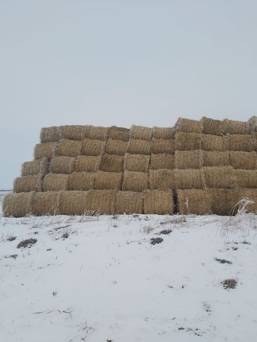 Продам солому ячменную