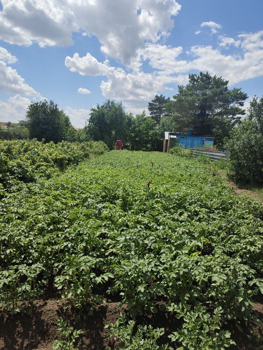 продается дача общества натуралист