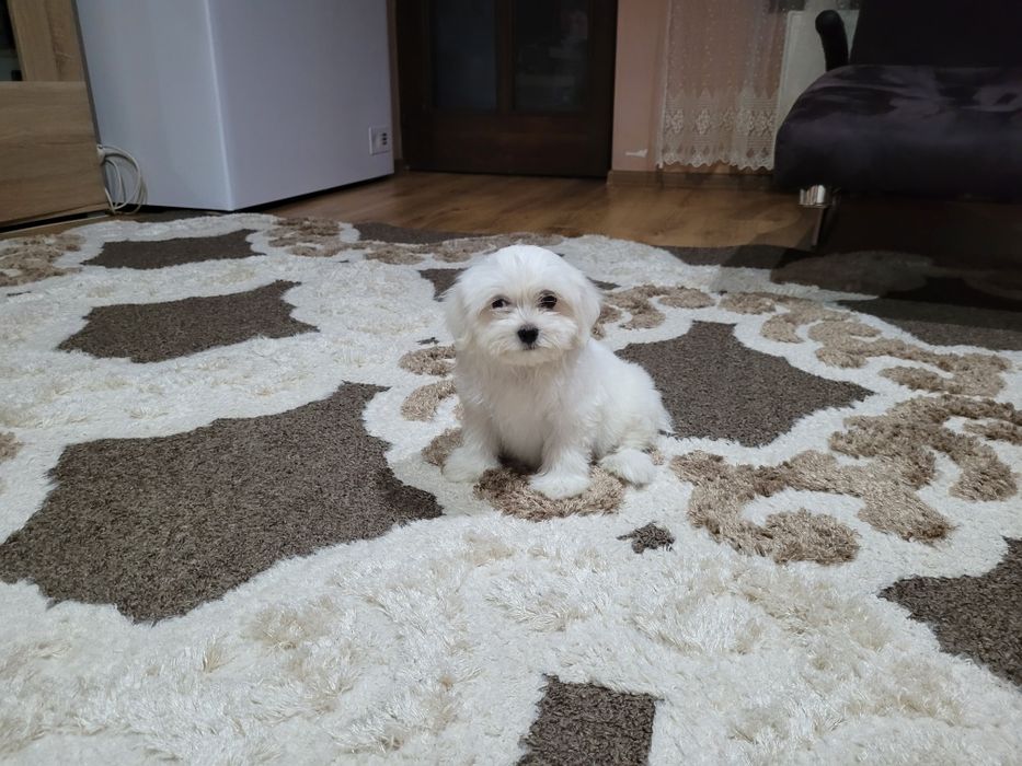 Bichon maltez toy