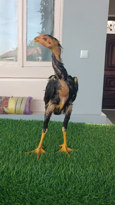 Dakan jojala sotiladi