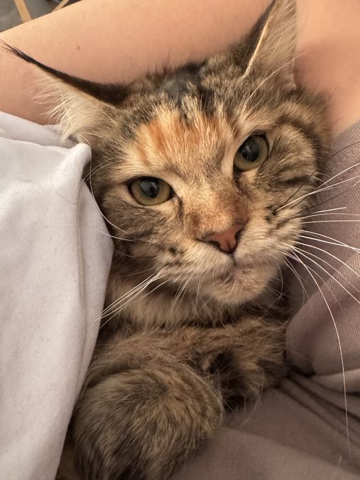 Мейн кун ищем жениха